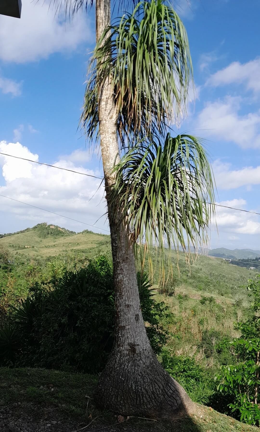 Beaucarnea recurvata